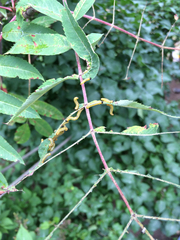 Pristiphora geniculata