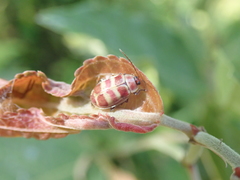 Asphaera quadrifasciata