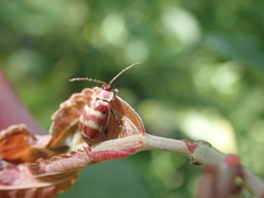 Asphaera quadrifasciata