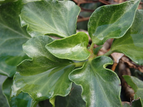 Atlantic Ivy
