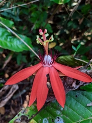 Passiflora miniata