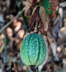 Passiflora miniata