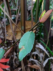 Passiflora miniata