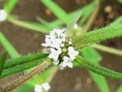 Spermacoce tetraquetra