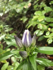 Gentiana decora