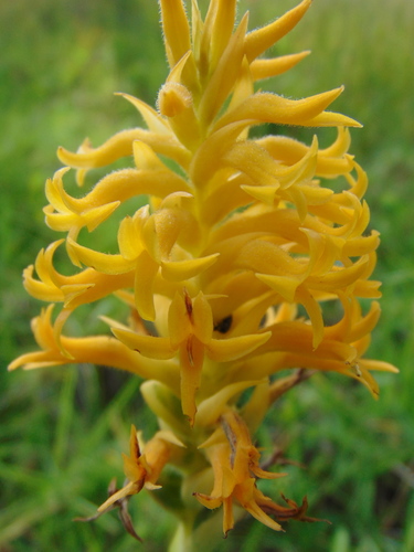 Scarlet Lady's Tresses