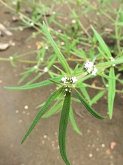 Spermacoce tetraquetra