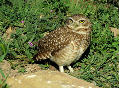 Athene cunicularia