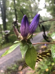 Gentiana austromontana