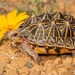 Southern Tent Tortoise - Photo (c) Tyrone Ping, some rights reserved (CC BY-NC), uploaded by Tyrone Ping