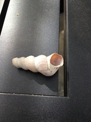 Turritella