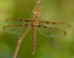 Neurocordulia xanthosoma