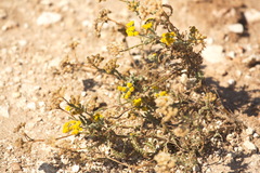 Achillea leptophylla