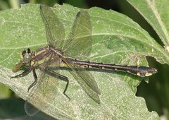 Gomphurus ozarkensis