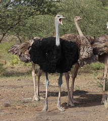 Struthio molybdophanes