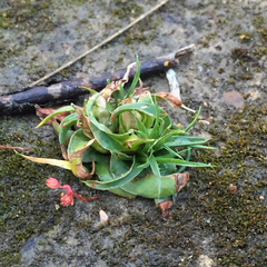Moraea versicolor