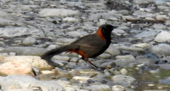 Pterorhinus ruficollis