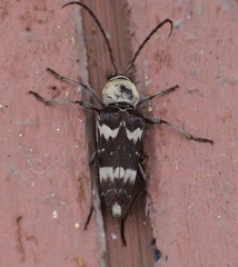 Megacyllene antennata