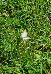 Anartia jatrophae