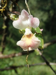 Rodriguezia lehmannii