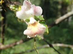 Rodriguezia lehmannii