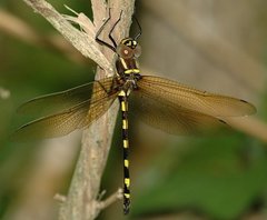 Macromia pacifica