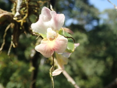 Rodriguezia lehmannii