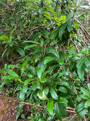 Rhododendron macrophyllum