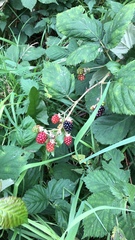 Rubus