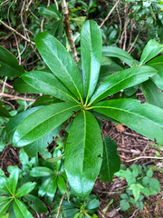 Rhododendron macrophyllum