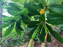 Rhododendron macrophyllum