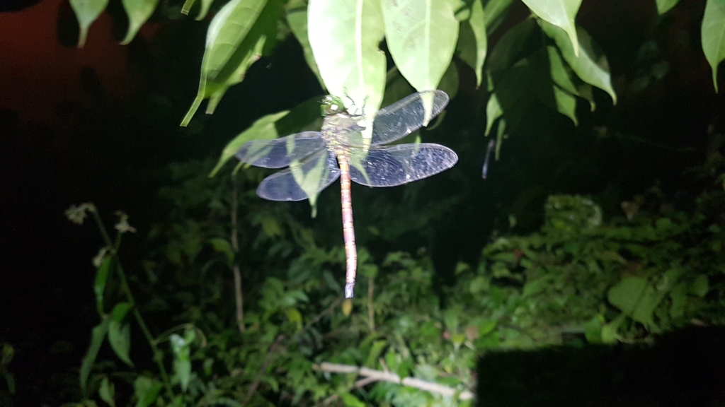 Coryphaeschna apeora