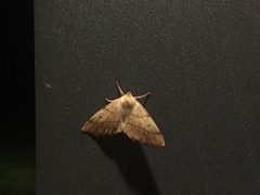 Colotois pennaria