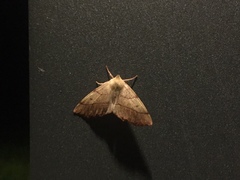 Colotois pennaria