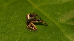 Colopsus manu