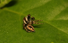 Colopsus manu