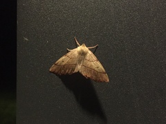 Colotois pennaria