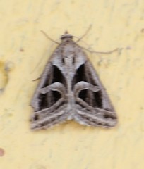 Callistege intercalaris