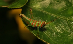 Pirithoicus ophthalmicus