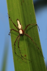 Oxyopes shweta