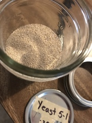 Saccharomyces cerevisiae