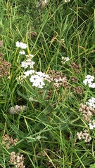 Achillea millefolium