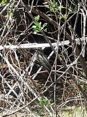 Myiodynastes maculatus