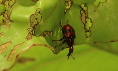 Strigapoderus