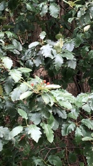 Scandosorbus intermedia