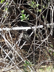 Myiodynastes maculatus