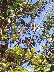 Myiodynastes maculatus