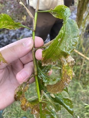 Potamogeton amplifolius