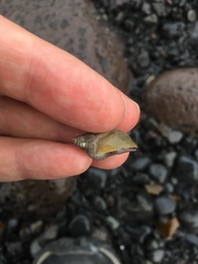 Mollusca