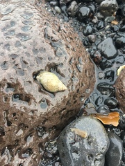 Mollusca